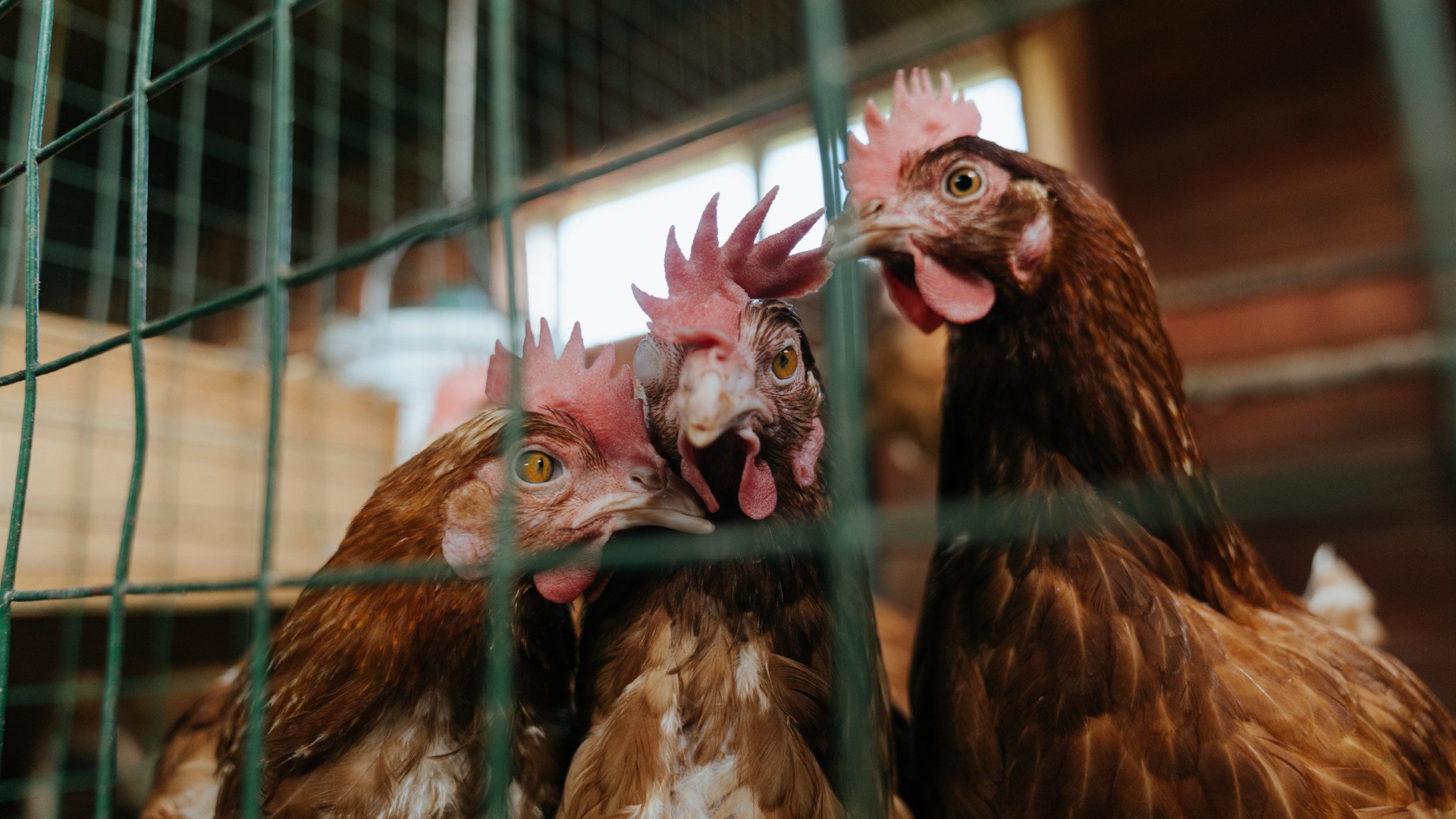 pg电子试玩网站-2026世界杯焦点战，尤文连续得分压制西班牙