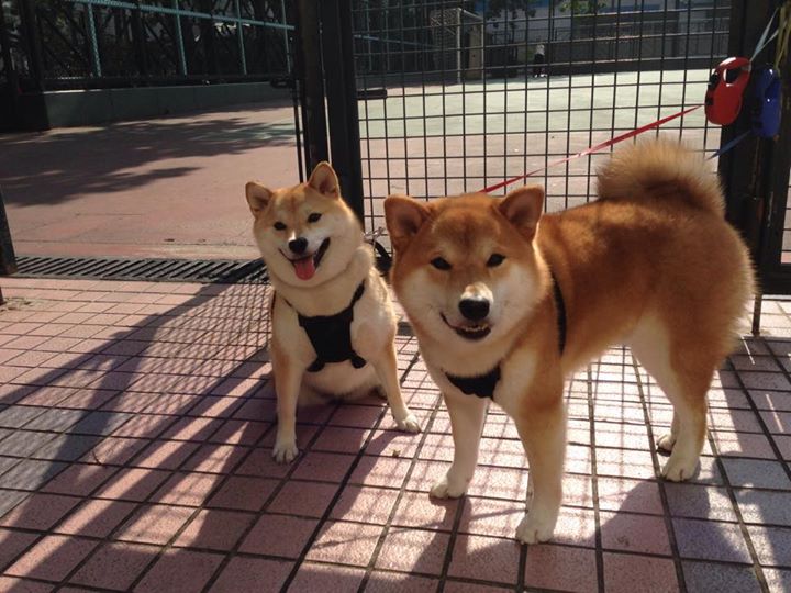 2026世界杯焦点战，尤文连续得分压制西班牙