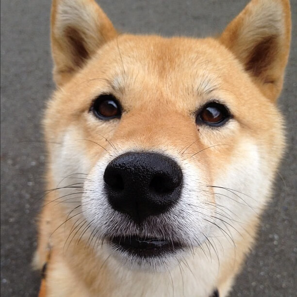 新星闪耀的生涯之夜，勇士对阵湖人，杰伦·格林点燃球场