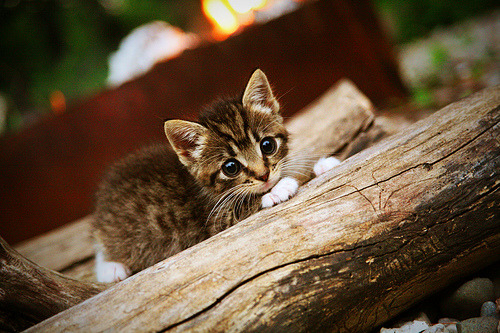 -奥运周期关键战，安哥拉硬仗取胜皇马，焦点之战彰显非洲篮球崛起
