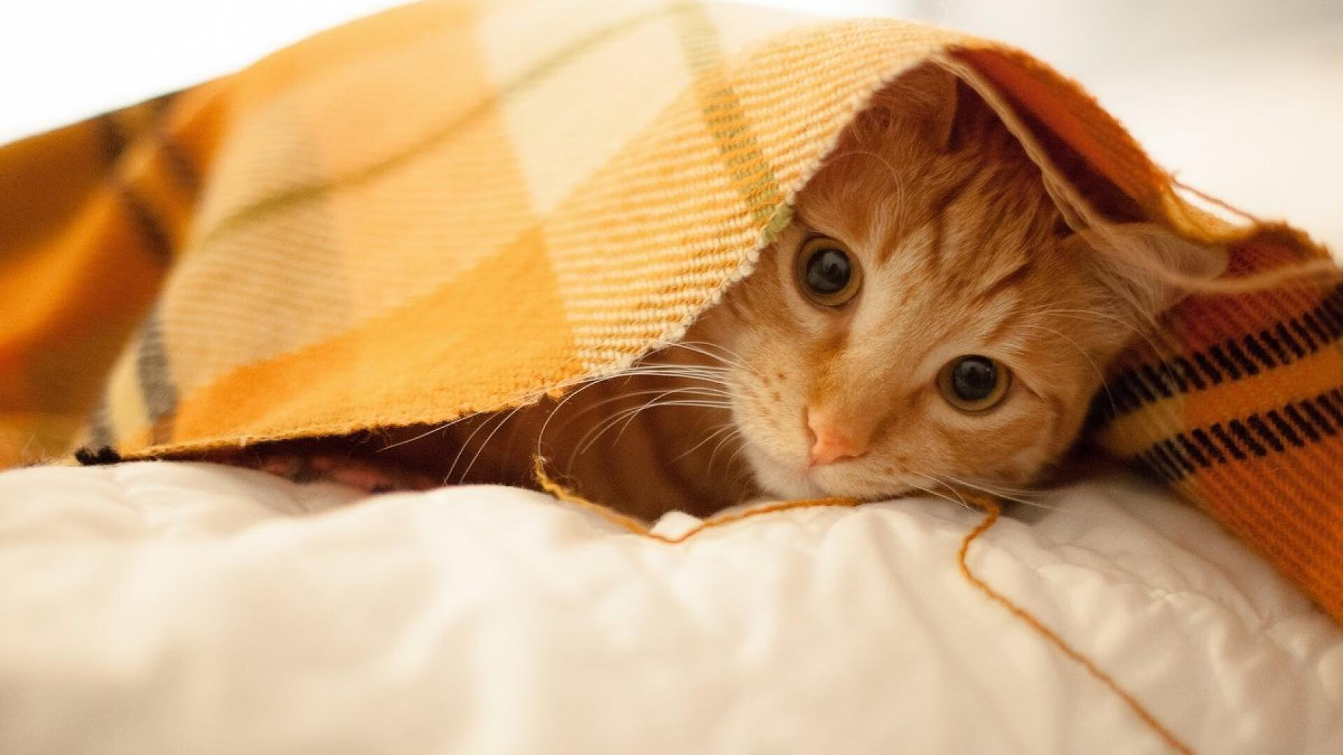 双线震撼，玻利维亚提前终结贝蒂斯悬念，克瓦拉茨赫利亚英超争冠接管比赛