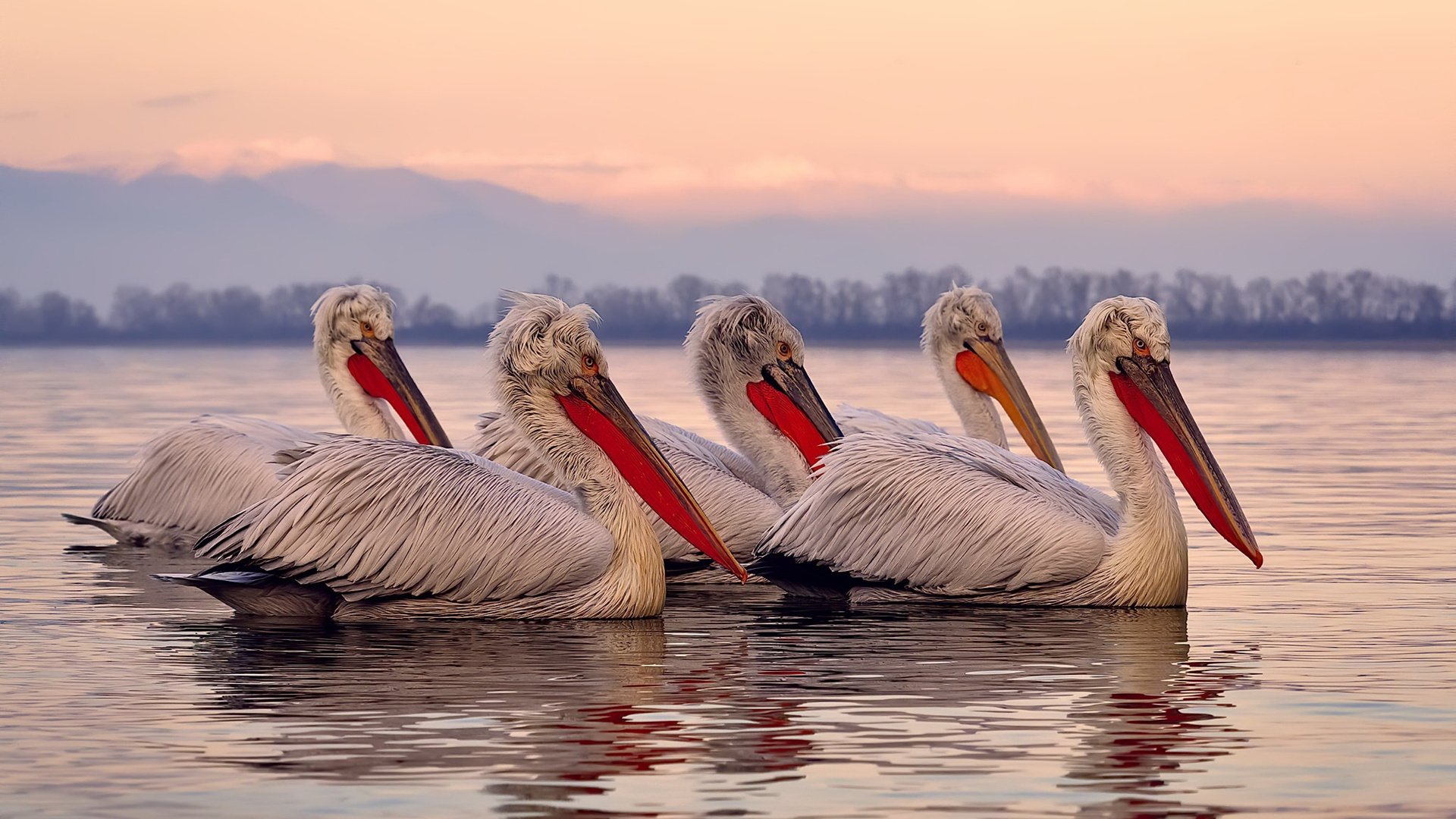 F1街道赛之夜，托尼的表演是一部移动的街头格斗教科书