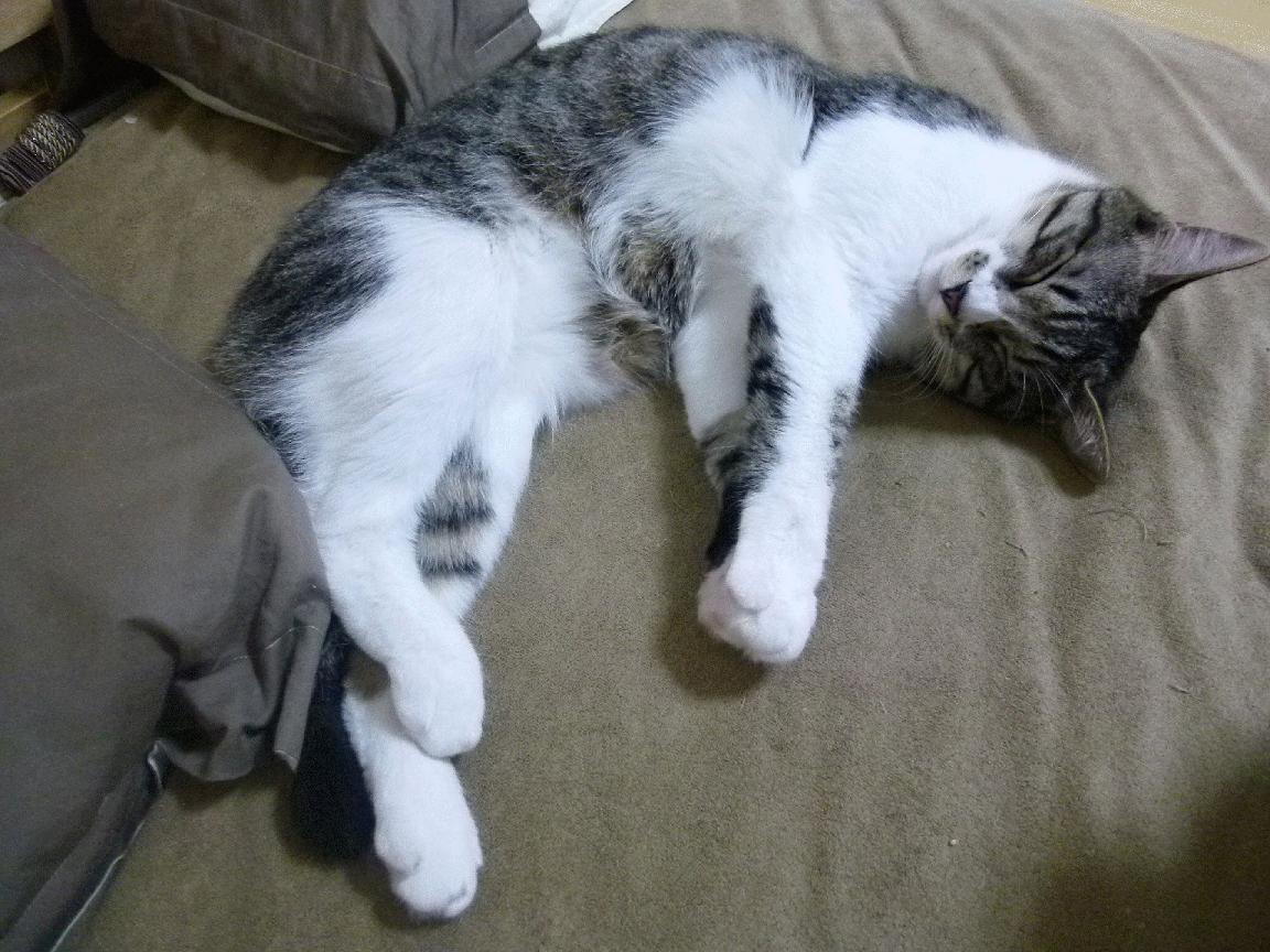 pg电子游戏-冰与火之歌，吉林队提前终结国王悬念，世界排名争夺战上演焦点对决