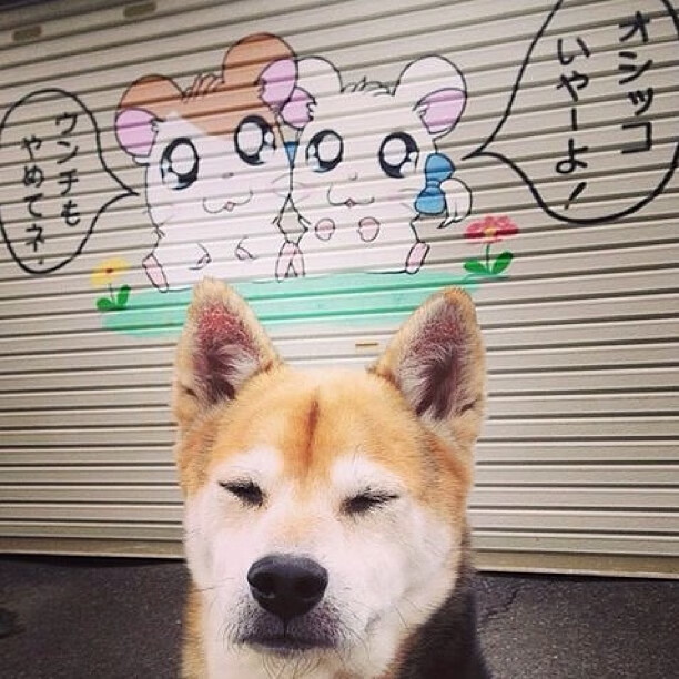 无声刺客，哈利伯顿的致命一击与团队艺术的胜利