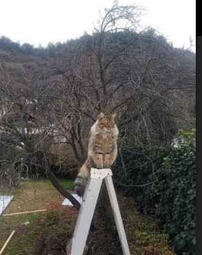 蓝军破郁金香，伊布一锤定音的世纪对决