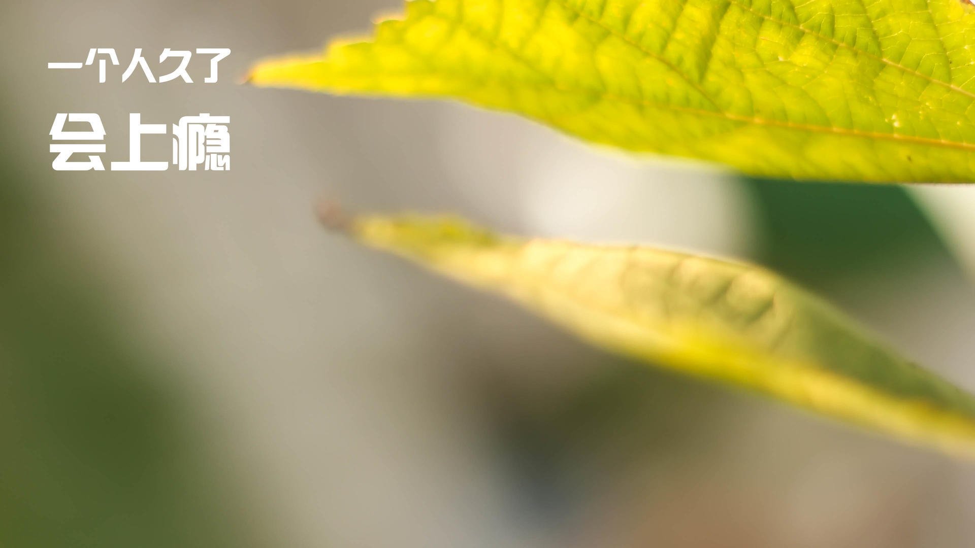 摩洛哥粉碎马赛，足球的暴力，与卡拉斯科的伦敦交响诗