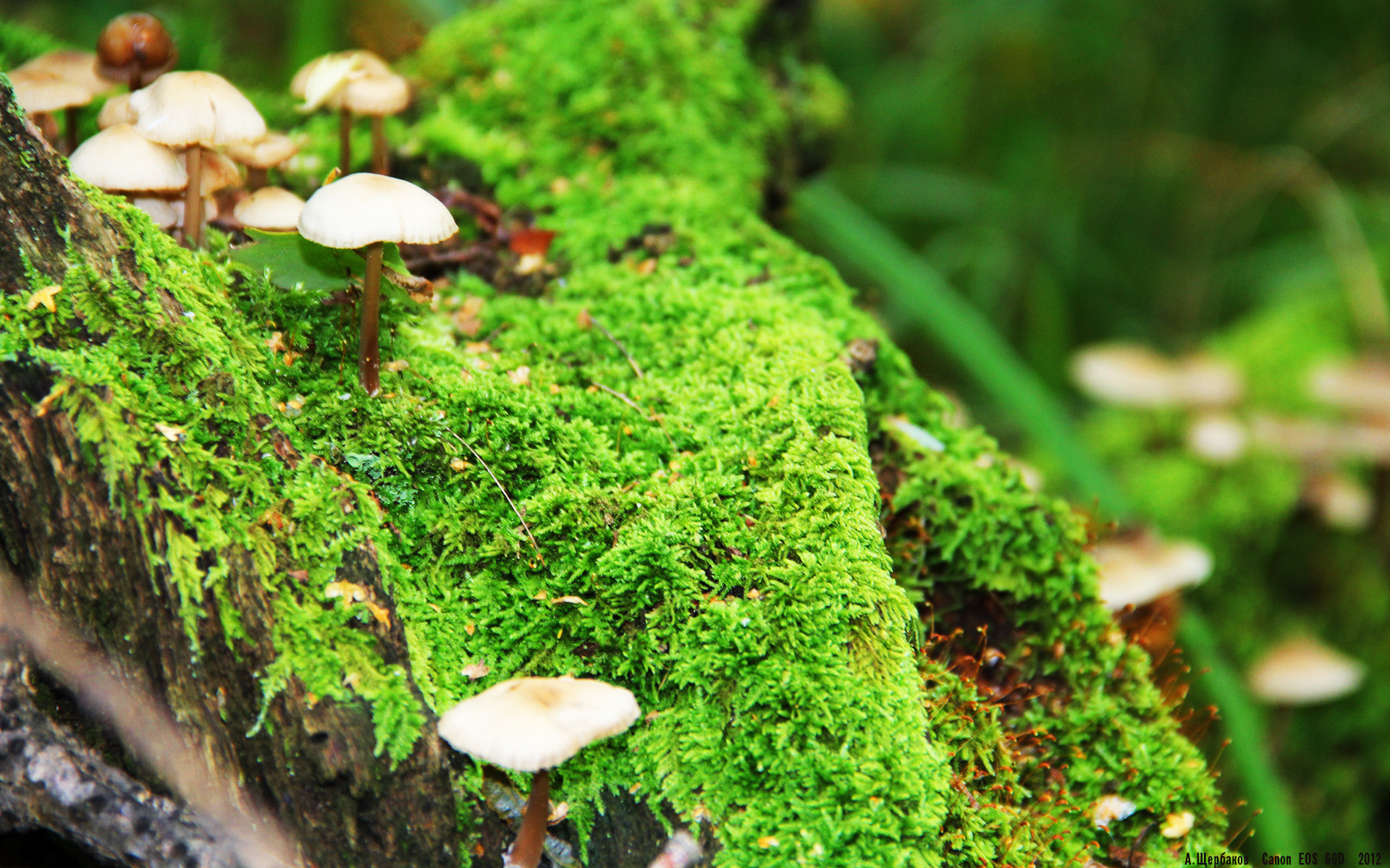 pg电子试玩网站-秘鲁收割西班牙，久保建英在F1年度争冠赛的跨界传奇