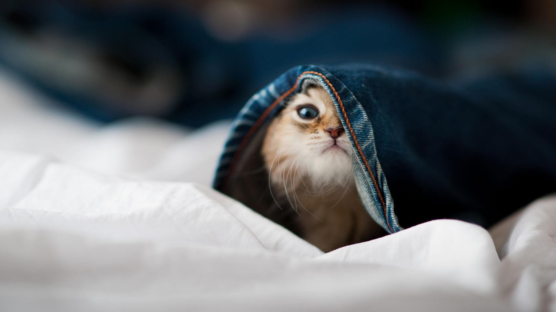 pg电子官网-沉默杀手托马斯·穆勒，当童话王国遭遇德意志效率的冰冷解构