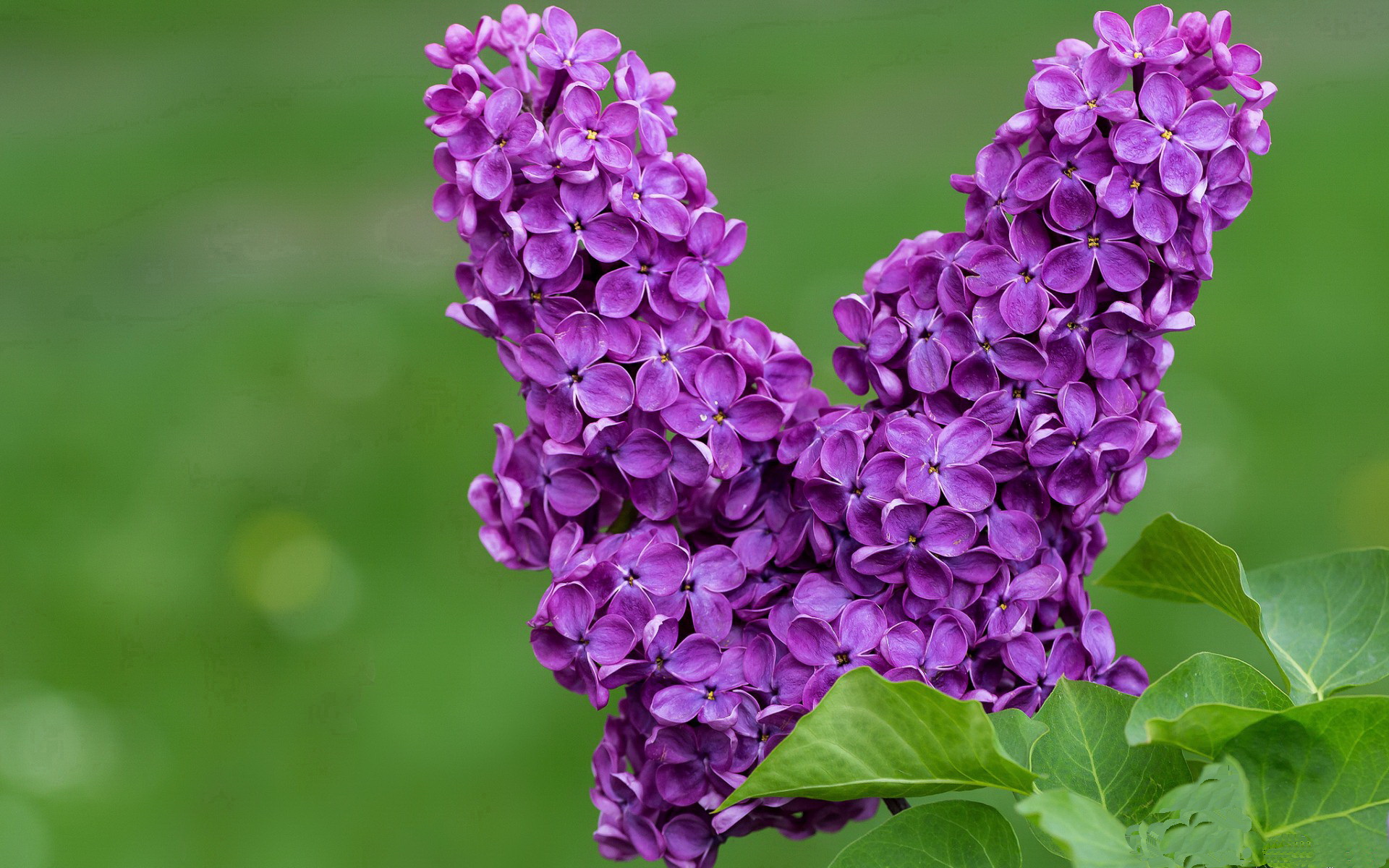 镌刻传奇,布伦森教科书级表现引领爵士强势晋级广厦