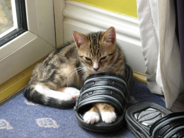 pg电子娱乐-绿茵逆转与球场奇迹，当美加墨世界杯遇见凯尔特人的逆转之夜