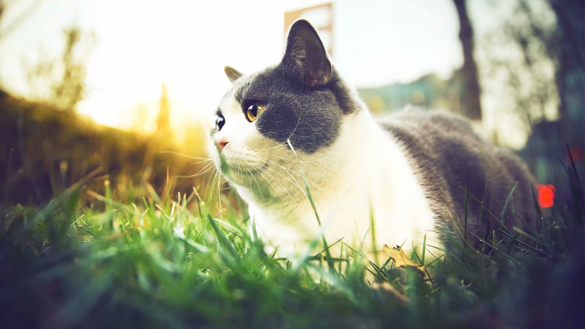 丹佛战车无情碾压,掘金三军用命主宰抢七生死战