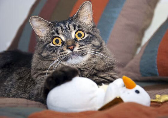 跨越时空的决胜基因，从凤凰城到伯纳乌，竞技体育的本质胜利