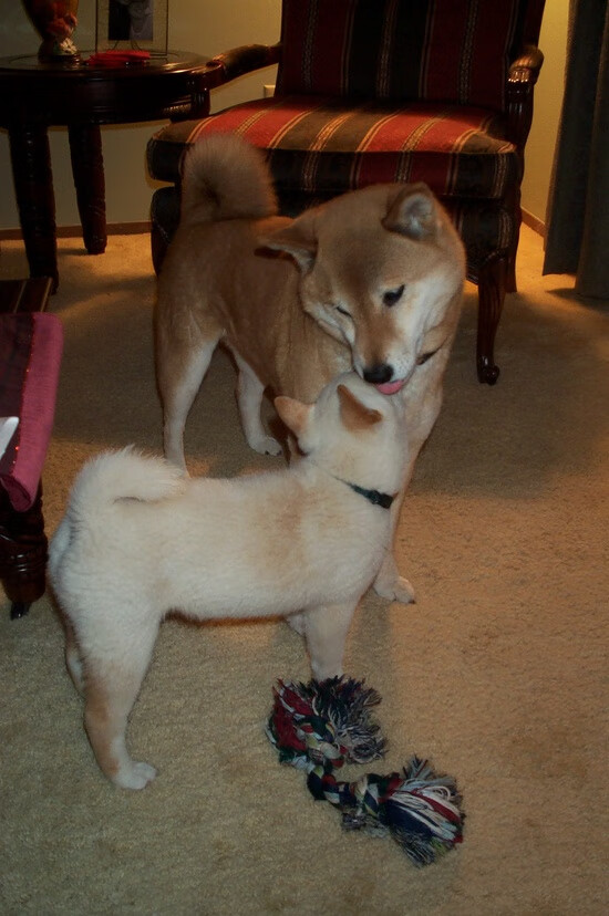 今夜，多伦多的剧场只为一个名字拉开帷幕